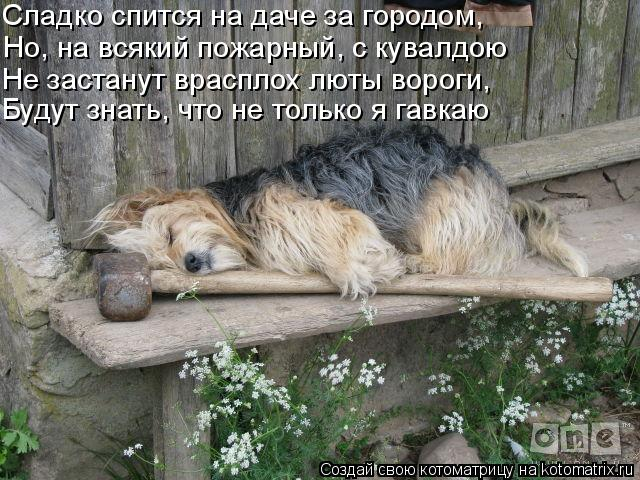 kotomatritsa_z (640x480, 250Kb)