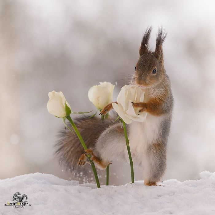 I-followed-squirrels-daily-for-6-years-with-my-camera-and-they-became-my-friends-5c063c6e3cf62__700 (700x700, 150Kb)