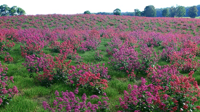 4920201_VPRealFlowersCentranthus1280 (700x394, 217Kb)