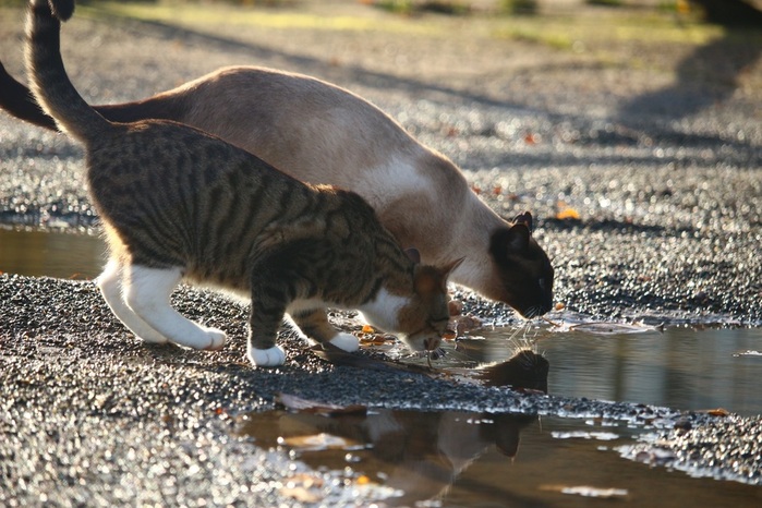 water-nature-wildlife-cat-puddle-mammal-drink-fauna-siam-gravel-vertebrate-mieze-domestic-cat-siamese-cat-mackerel-small-to-medium-sized-cats-cat-like-mammal-843931 (700x466, 137Kb)