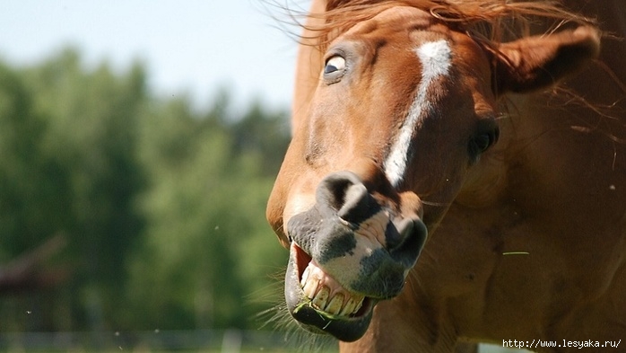 3925073_thehorse290907_960_720 (700x393, 148Kb)