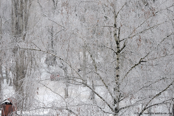 02_февраль, зима в Воронеже (2) (700x466, 413Kb)