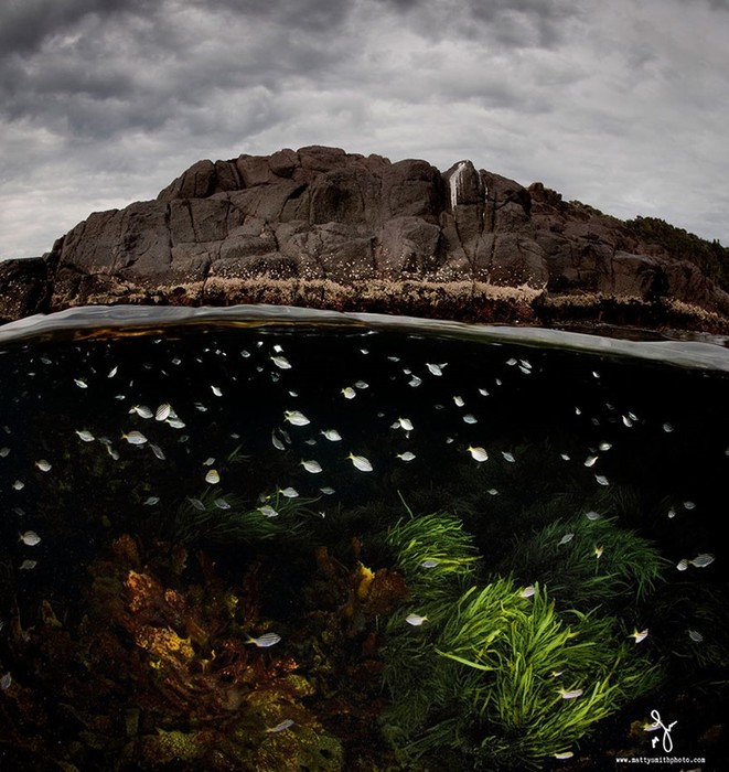 Тайны подводного мира: фотограф показал, что скрывает океан