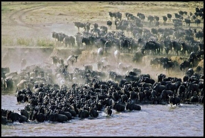 Миграция диких животных: фотографии журнала National Geographic