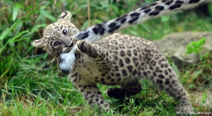 3925311_Safaripark_v_Gelendjike_6 (700x384, 148Kb)