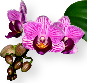 Орхидея2 (350x336, 172Kb) art by Pogrebnoj-Alexandroff