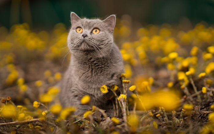 Gray-cat-orange-eyes-yellow-flowers_1920x1200 (700x437, 82Kb)