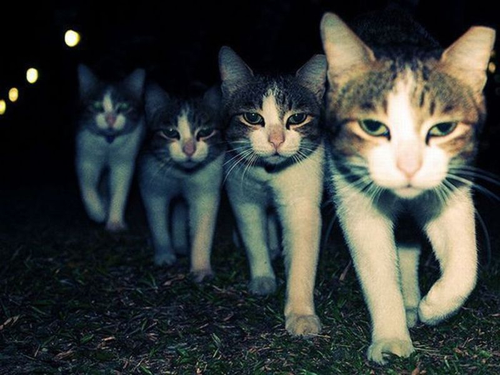 gatos-mafiosos (700x525, 321Kb)