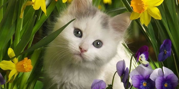 1-day-of-spring-01 (700x350, 43Kb)