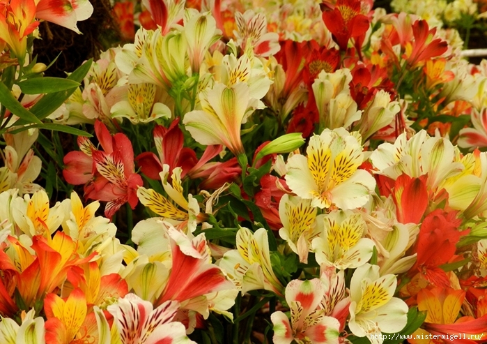 3085196_Alstroemeria_Many_520172_1280x903 (700x493, 342Kb)