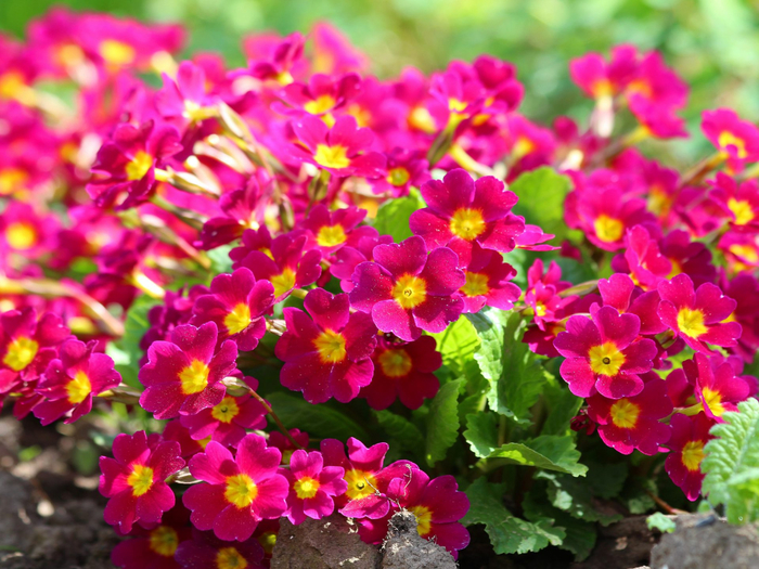 Red-Primrose-Primula-Beautifu-Spring-Flowers-image-Ultra-HD-Wallpapers-3840x2400-1920x1440 (700x525, 503Kb)