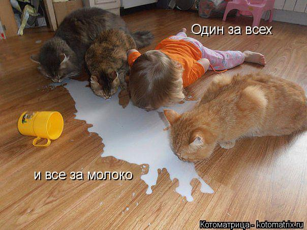 kotomatritsa_mA (604x453, 226Kb)