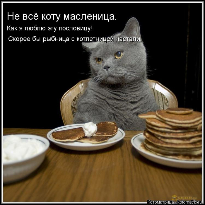 kotomatritsa_q (700x700, 292Kb)