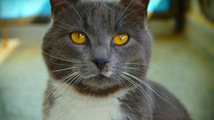 koshka-cat-macro (700x393, 298Kb)