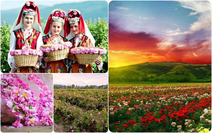 rose_valley_bulgaria (700x437, 288Kb)