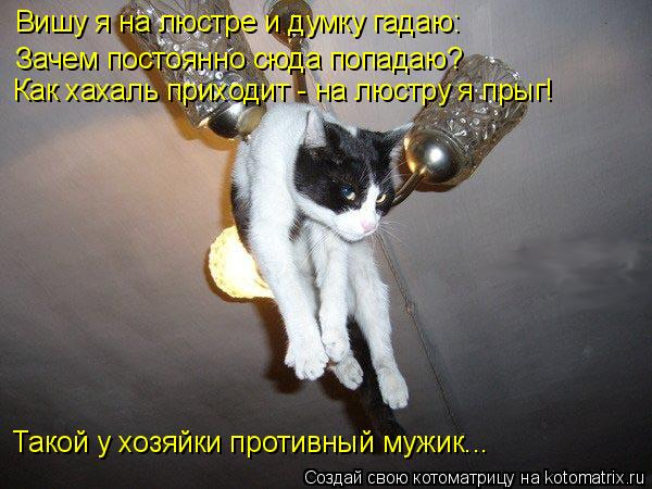 kotomatritsa_C (600x450, 208Kb)