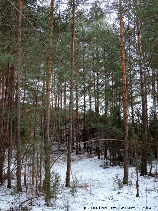 DSCN3919.jpg-0 (525x700, 410Kb)