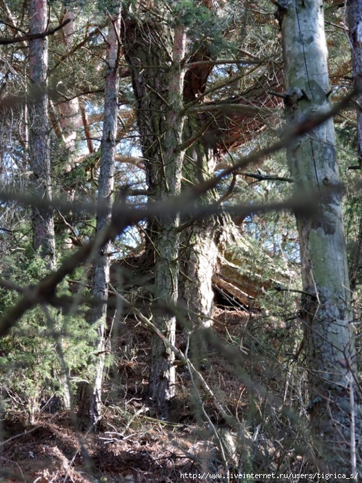 DSCN3978.jpg-00 (525x700, 402Kb)