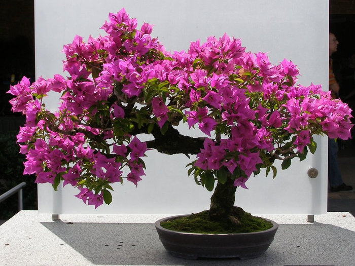 3085196_Bougainvilleaglabra (700x525, 118Kb)