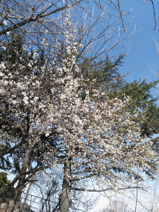IMG_20190320_155240 (525x700, 659Kb)