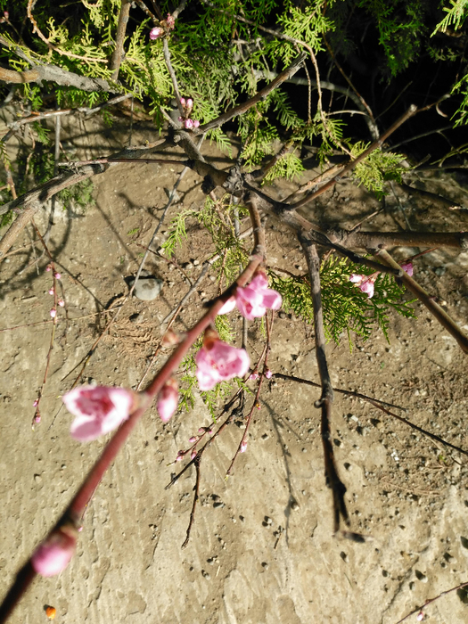IMG_20190320_161210 (525x700, 552Kb)