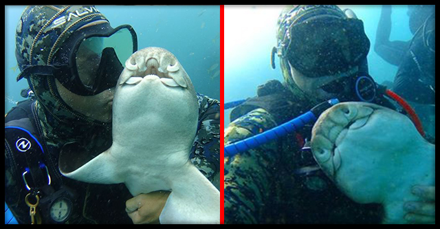  Инструктор по дайвингу Рик Андерсон дружит с акулой