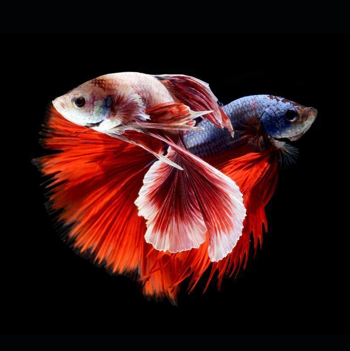 2 (696x700, 278Kb)