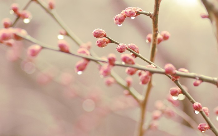 Nature___Seasons___Spring___In_the_spring_forth_its_Bud_071557_ (700x437, 41Kb)