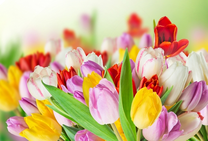 tulips-colorful-spring (700x473, 190Kb)