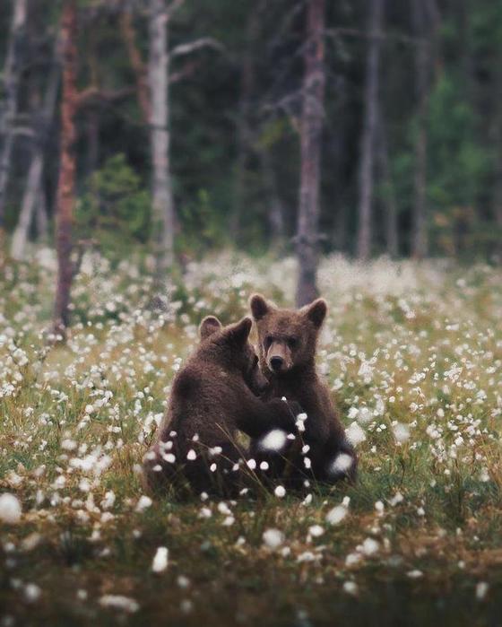 фотограф Конста Пункка (Konsta Punkka) из Финляндии2 (560x700, 52Kb)