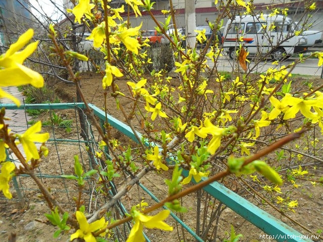Весна в Ташкенте/2493280_41FPjNsI47I (640x480, 304Kb)