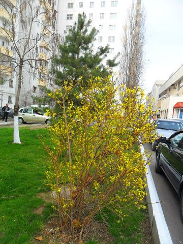 Весна в Ташкенте/2493280_iq9wLJmrt2g (360x480, 64Kb)