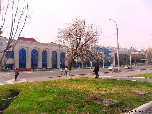 Весна в Ташкенте/2493280_OM1rifdz_k0 (640x480, 202Kb)