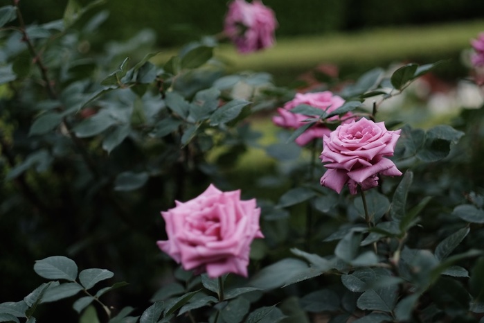 garden-rose-pink-Tokyo-fujifilm-flower-plant-flora-petal-fujinon-komagome-xf-classicchrome-x-xf56mmf12r-xf56mm-xt1-furukawagarden-botany-land-plant-flowering-plant-shrub-garden-roses-rose-family-rose-order-flo (700x466, 83Kb)