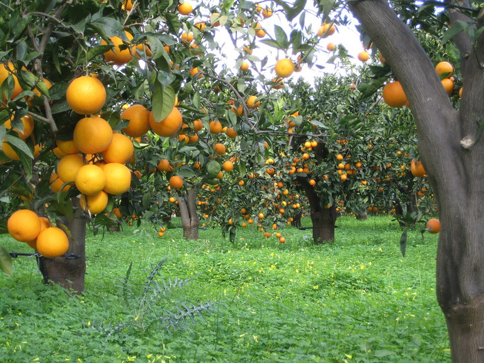 Апельсиновый сад 13 (700x525, 588Kb)