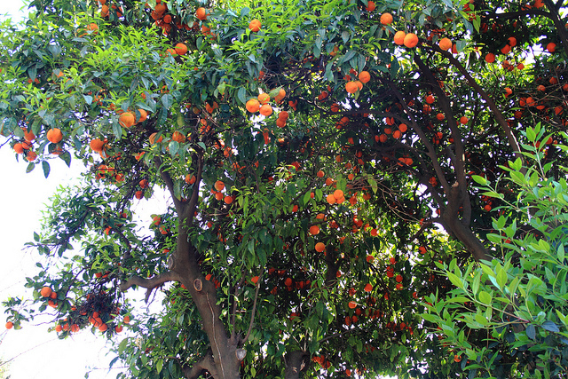 Апельсиновый сад 19 (640x427, 742Kb)