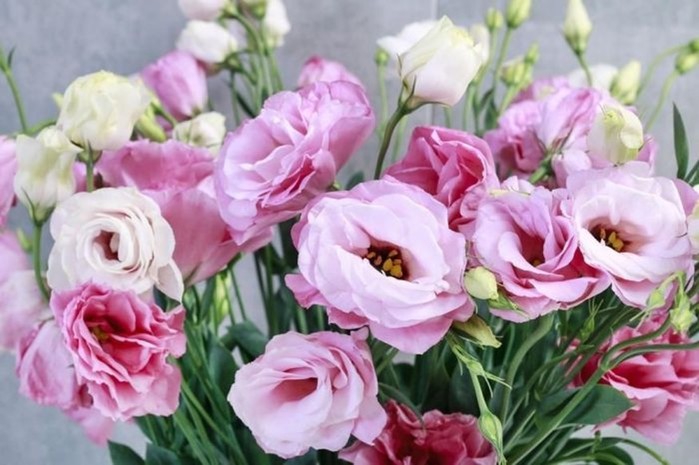 10 самых дорогих цветов в мире