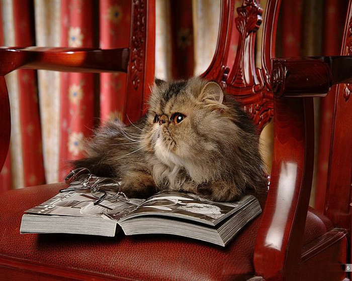 cat_68981-1280x1024 (700x560, 413Kb)