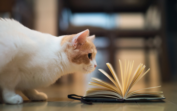 Animals___Cats_____Cat_plays_book_087816_ (700x437, 244Kb)