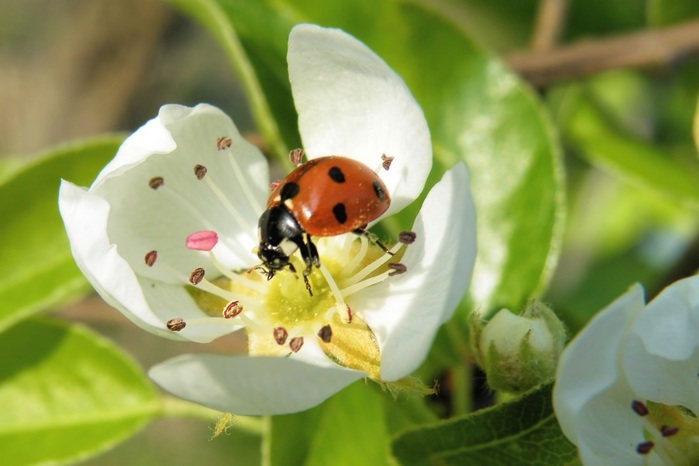 blossom-insect-ladybug-beetle-spring-flowering-twig-nature-1371626 (700x466, 71Kb)