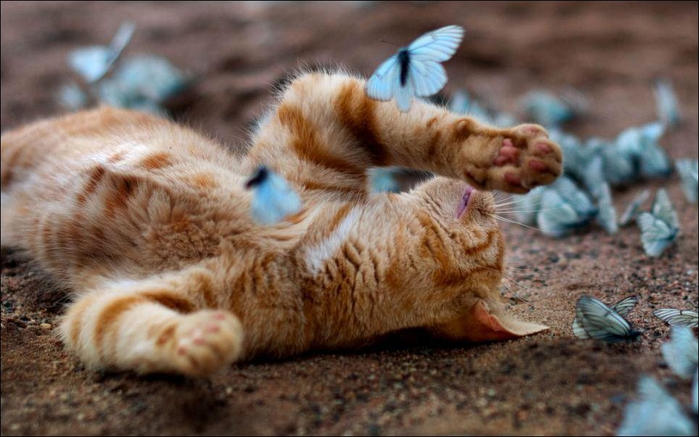 butterfly_cats_07 (700x437, 310Kb)