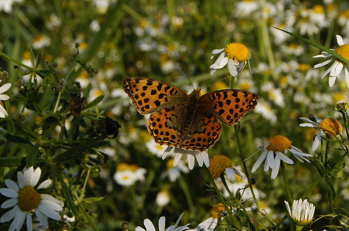 butterfly-nature-meadow-macro-preview (700x463, 417Kb)