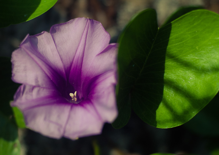 andaman-flowers-9 (700x495, 268Kb)