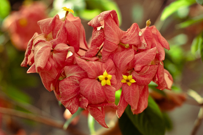 andaman-flowers-15 (700x465, 377Kb)
