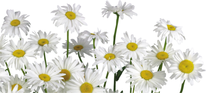 В.Л. цветы (43) (700x316, 330Kb)