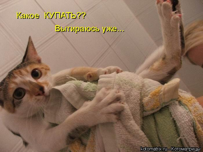 kotomatritsa_X (700x525, 188Kb)