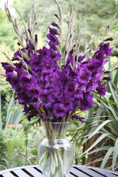 d00f1cc29800975d5c5c9e2cedce436e--gladiolus-bulbs-gladiolus-bouquet (236x354, 106Kb)