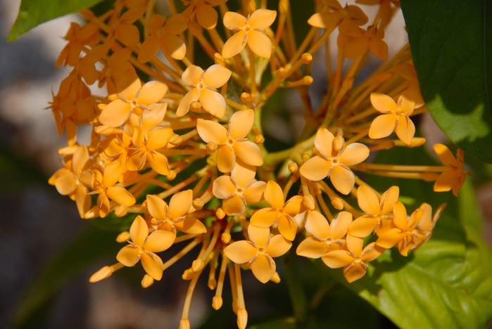 Мальдивы-цветы-10 (700x468, 132Kb)