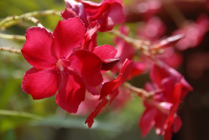 Мальдивы-цветы-18 (700x468, 96Kb)