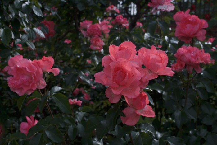 IMG_9833 (700x466, 262Kb)
